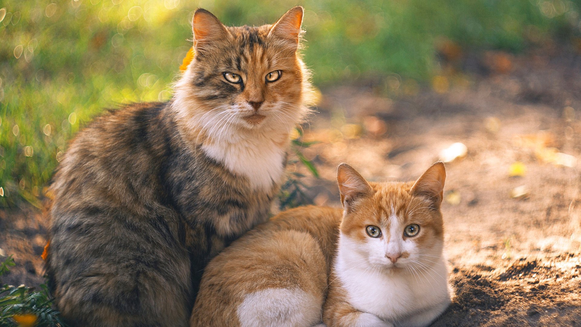 铁骑踏破北境！字母哥战神模式摧毁猛龙，雄鹿冠军气质尽显