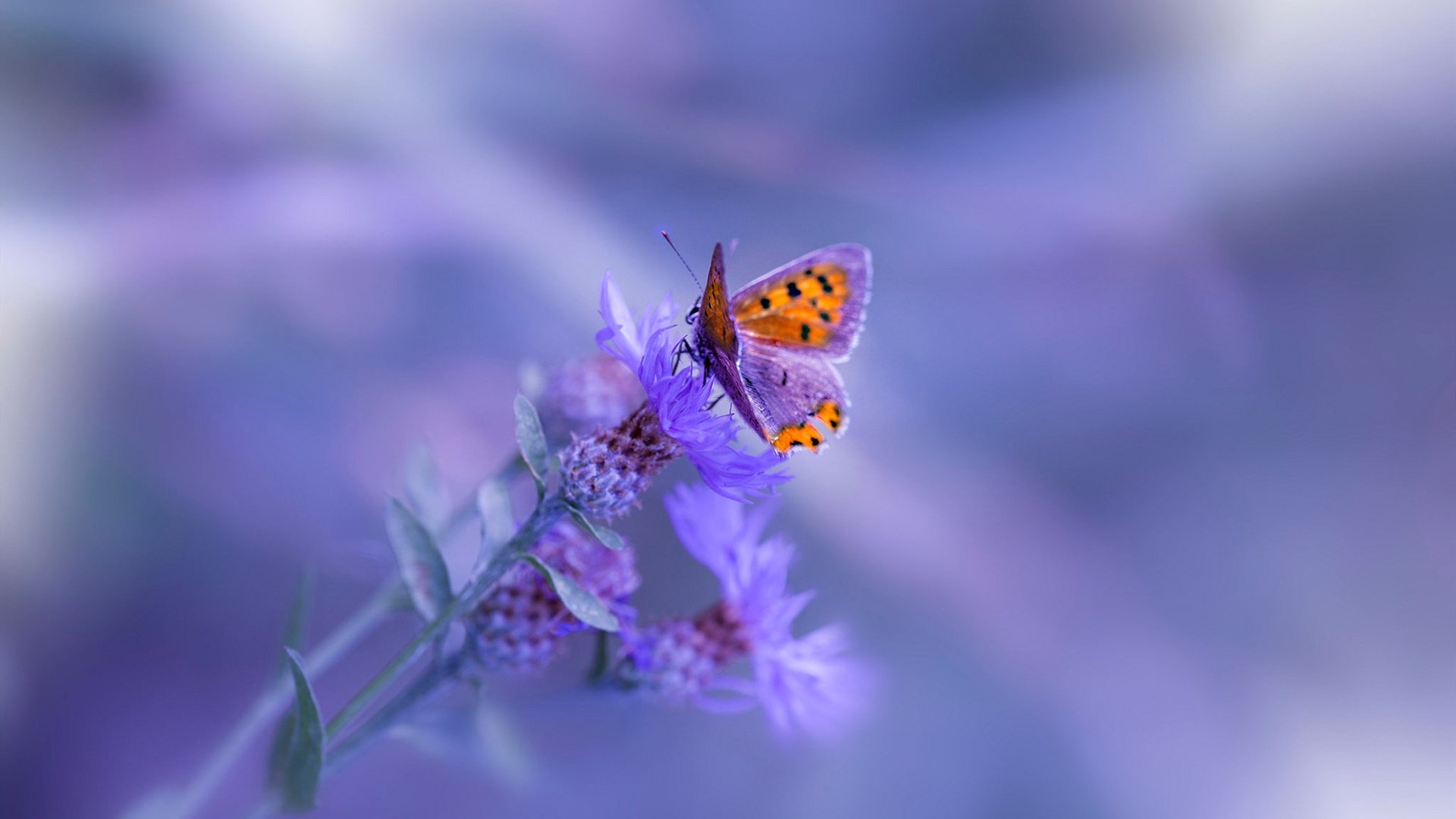 开云体育-哈利伯顿的寒冰与烈焰，太阳生死战浇灭热火，见证新王无声加冕