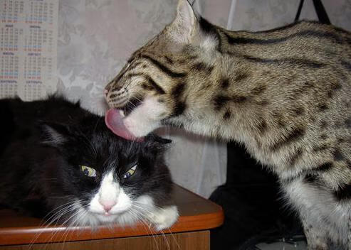 开云体育中国-后防指挥官！德里赫特用交响乐般掌控力主导意甲焦点战