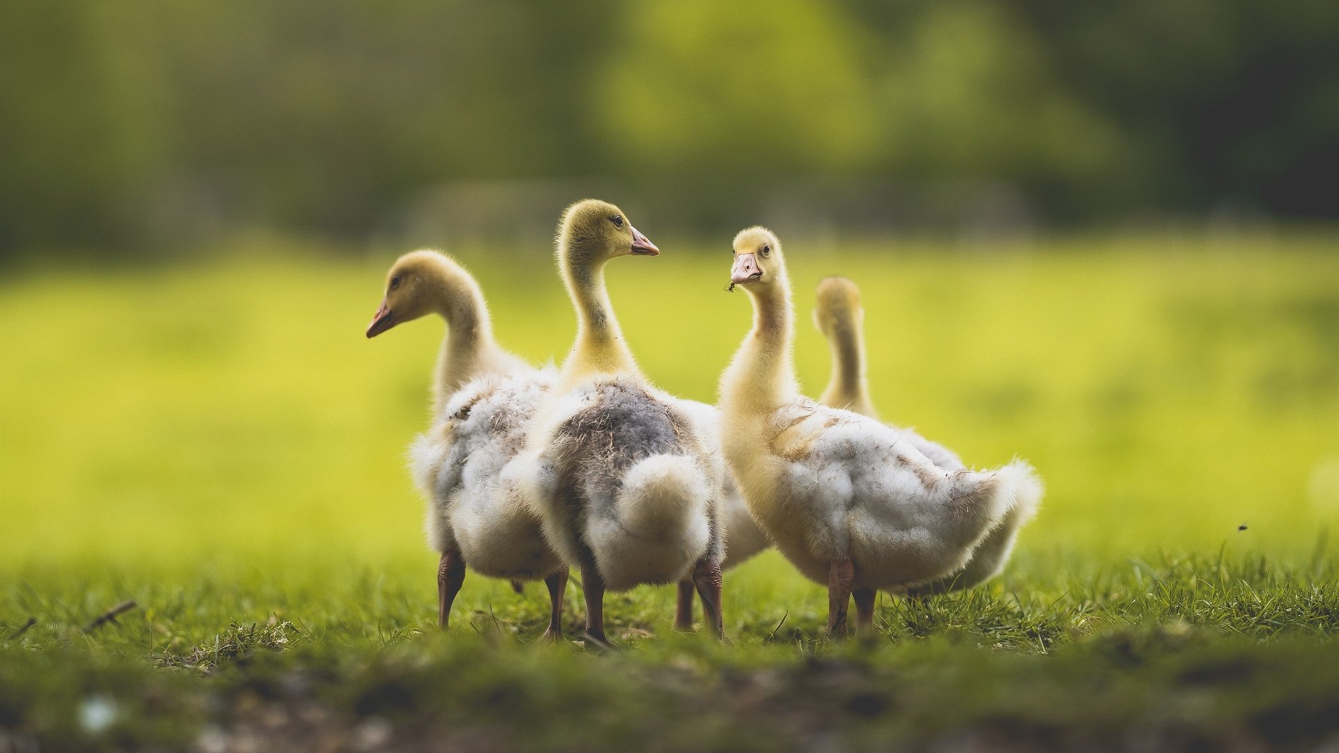 开云体育平台APP-梅西灵光破铁壁，卡塔尔硬仗终结哥伦比亚不败金身