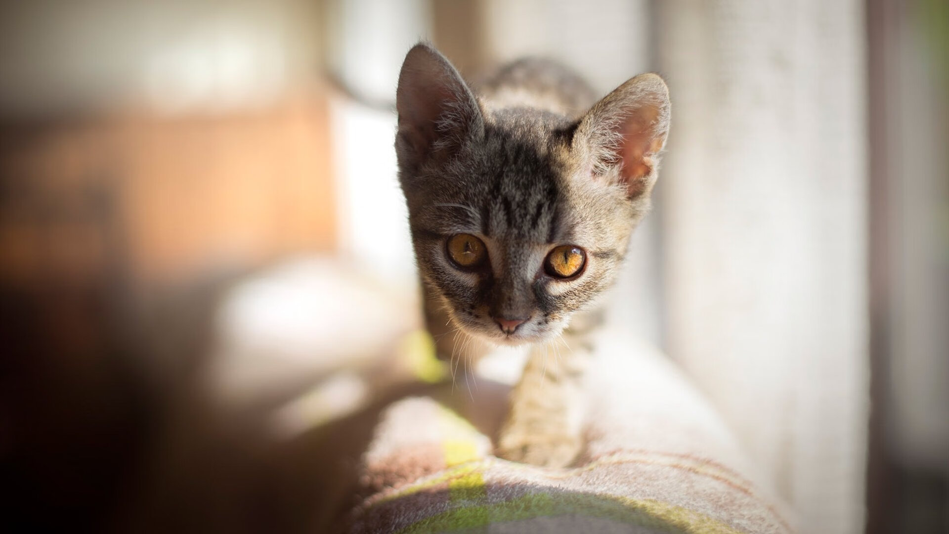 开云体育app-绿茵与硬木的共振，攻防转换的艺术与詹姆斯的绝对核心