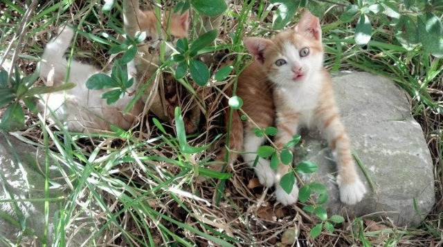 龙吟蔚蓝岸，中国智慧足球如何以冲垮之势重塑绿茵版图，加维又何以成为那枚关键棋子