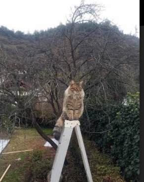 破晓者与钢铁密网，C罗如何撕裂克罗地亚的精密封锁