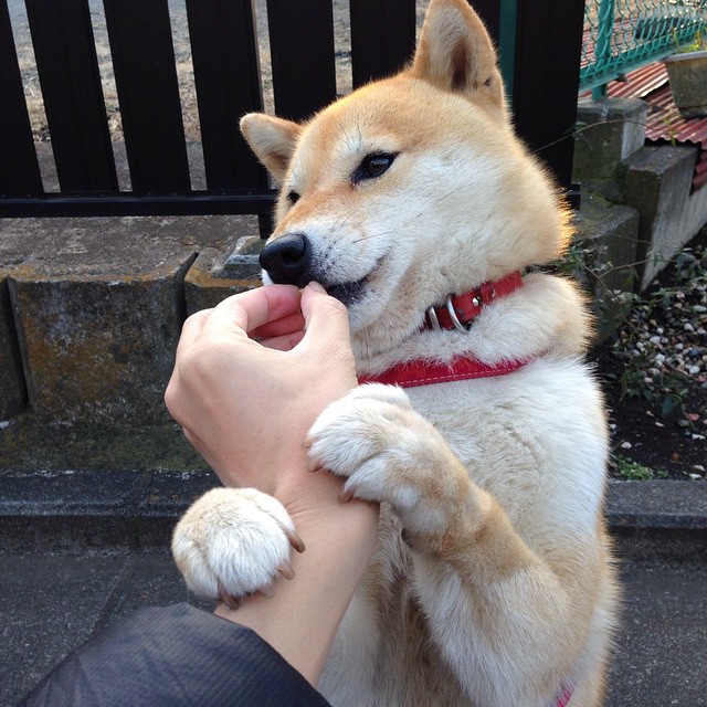 开云体育-佩德里翩翩间瓦解钢铁洪流，马竞的血性与皇马的优雅之战