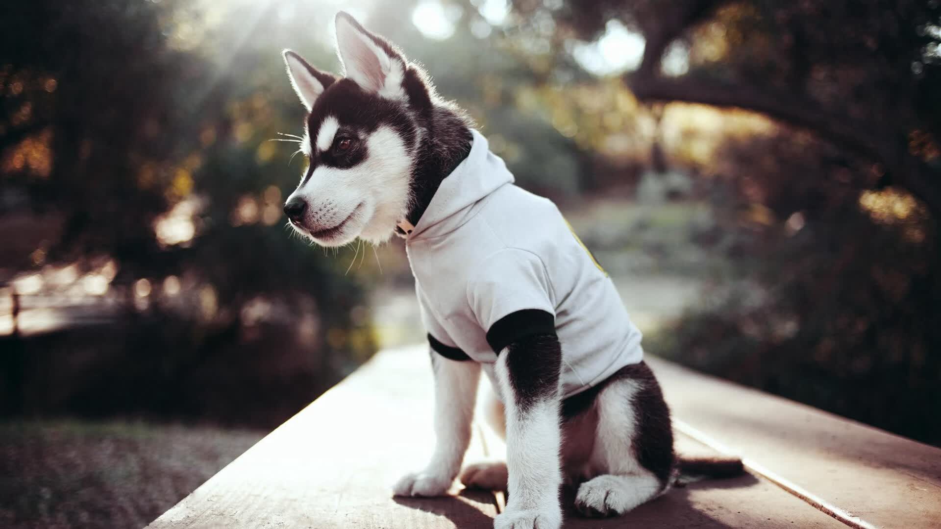 马克西轰下40分击退火箭探花，费城新星用实力回应质疑