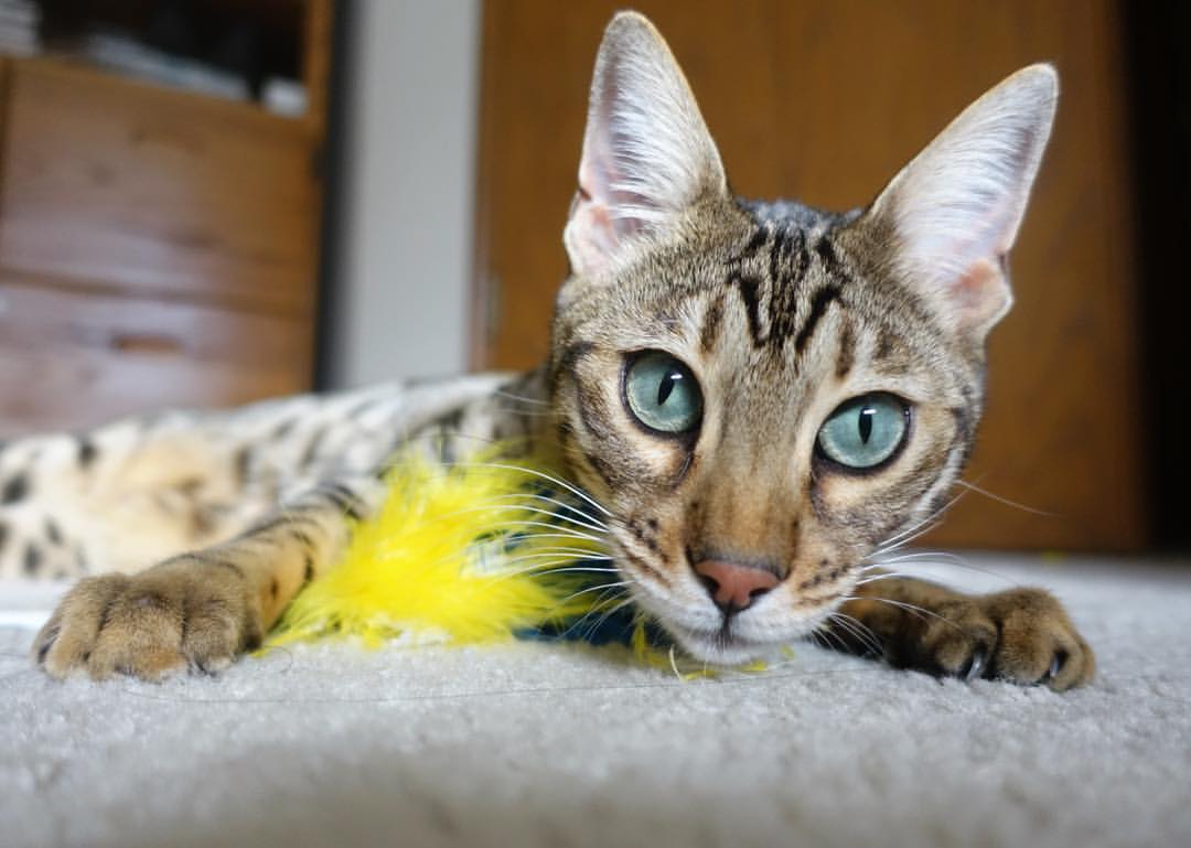 开云APP-黄潜艇击沉瑞士军刀，奥纳纳化身进攻堡垒无人可挡